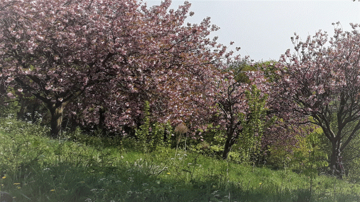 cherry blossom at Saltburn May 2018 edited